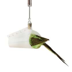 Zeige Details für Vogelwiegekonus PESOLA (Light-/Micro-/Medio-Linie) Bild von Vogelwiegekonus PESOLA (Light-/Micro-/Medio-Linie)